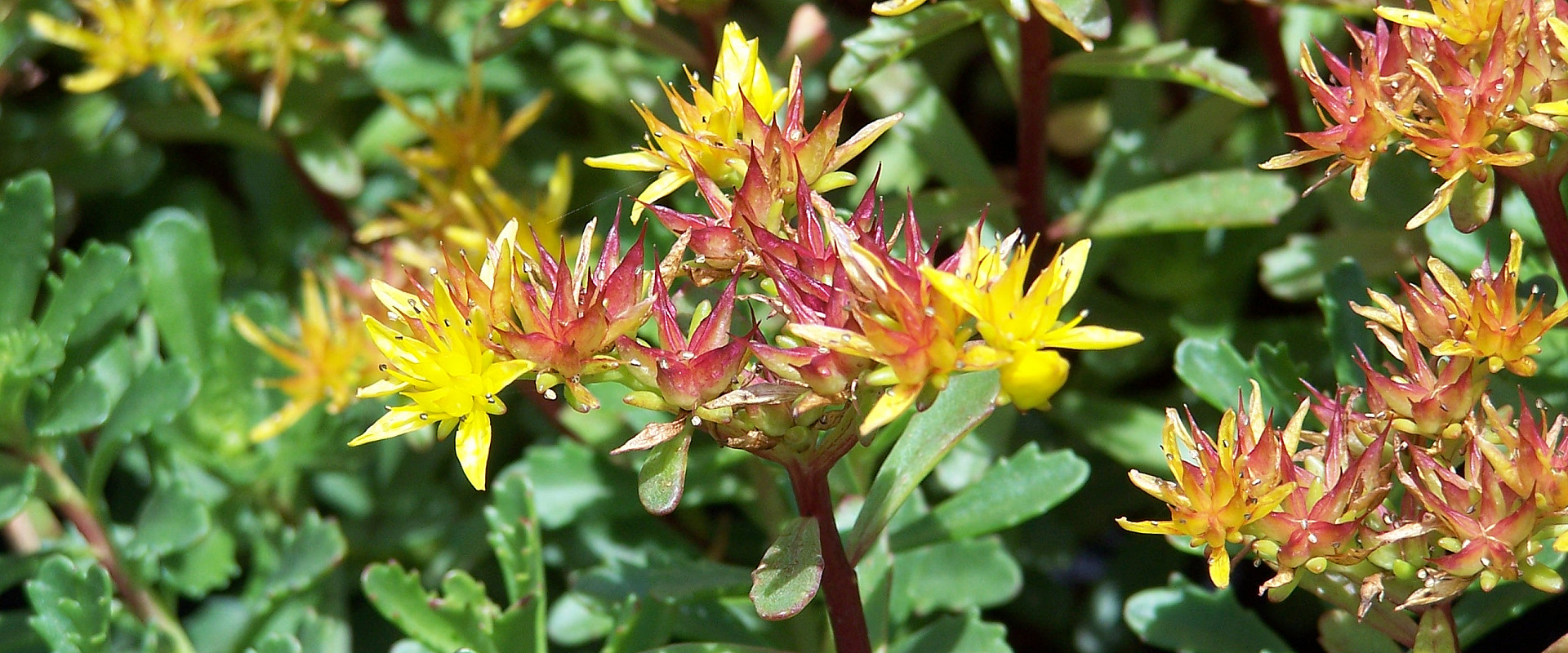 Sedum_floriferum_Weihenstephaner_Gold.JPG