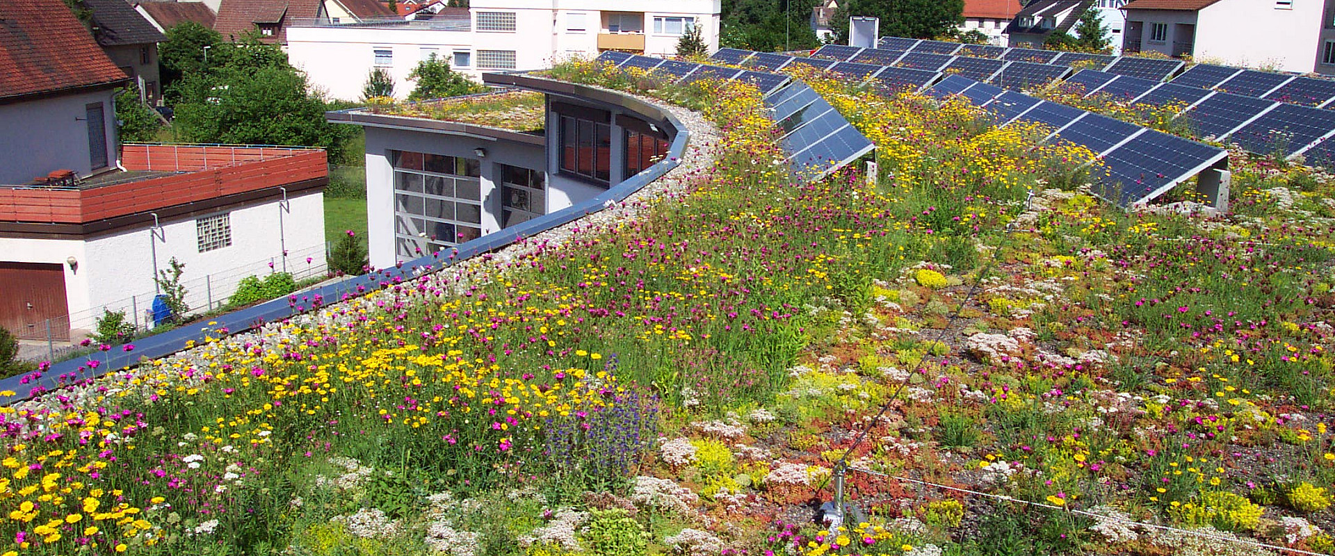 Naturdach_1.jpg