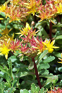 Sedum floriferum Weihenstephaner Gold