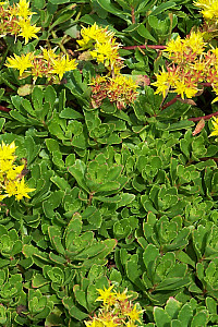 Sedum hybridum Immergrünchen