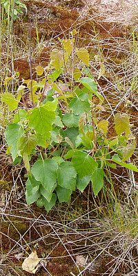 P6030048
