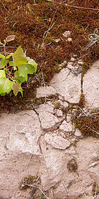 P6030049