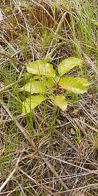 P6030051