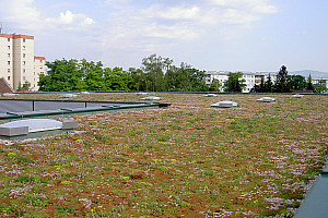 Pict0657