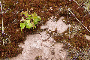 P6030049