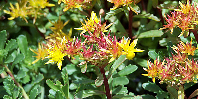 Sedum floriferum Weihenstephaner Gold